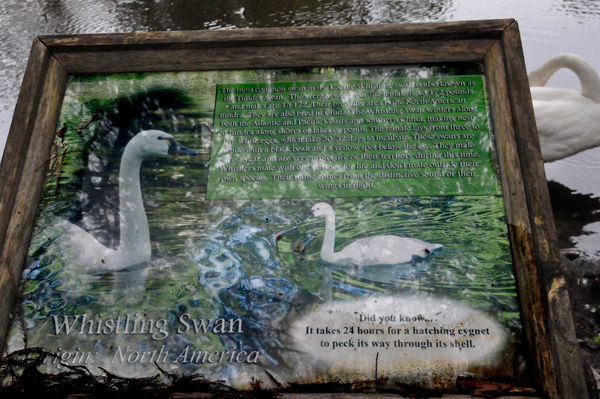 sign about Whistler Swans